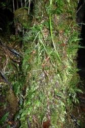 Hymenophyllum pluviatile. Plants growing epiphytically on a trunk.
 Image: L.R. Perrie © Te Papa 2012 CC BY-NC 3.0 NZ